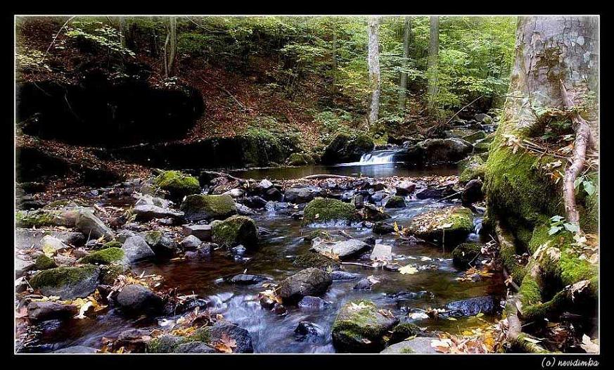photo "***" tags: landscape, forest, water