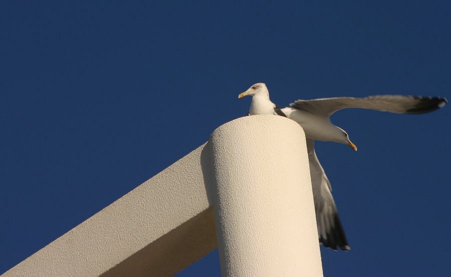 photo "The couple" tags: nature, 