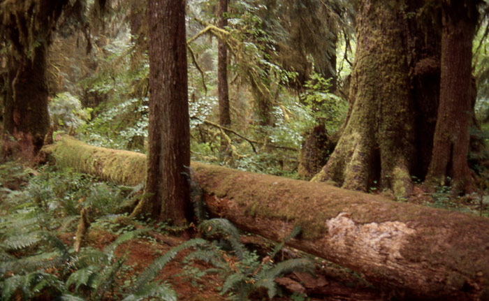 photo "Ho National Forest Washington State USA" tags: landscape, forest