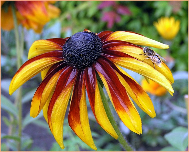 photo "Rudbeckia" tags: nature, macro and close-up, flowers