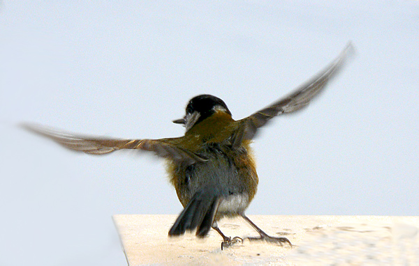 photo "No-run take-off" tags: nature, wild animals