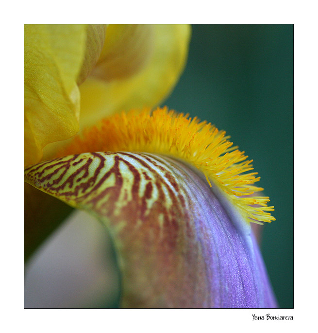 photo "Iris" tags: nature, macro and close-up, flowers