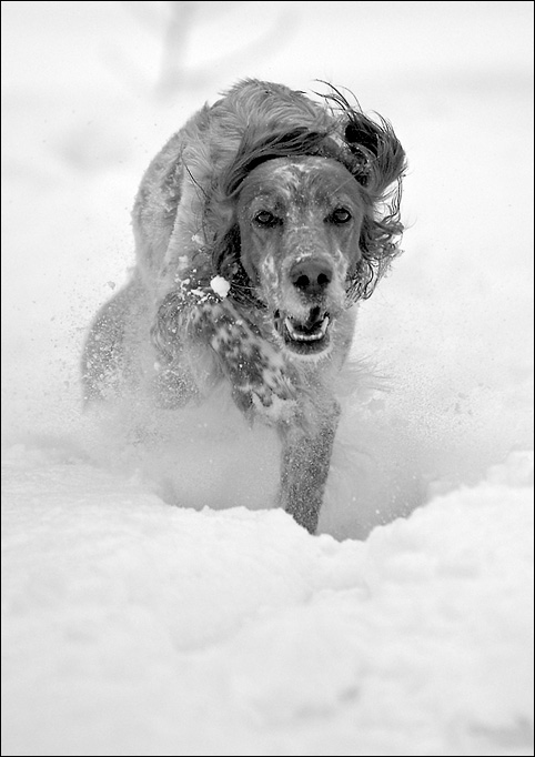 photo "English setter 2" tags: nature, black&white, pets/farm animals