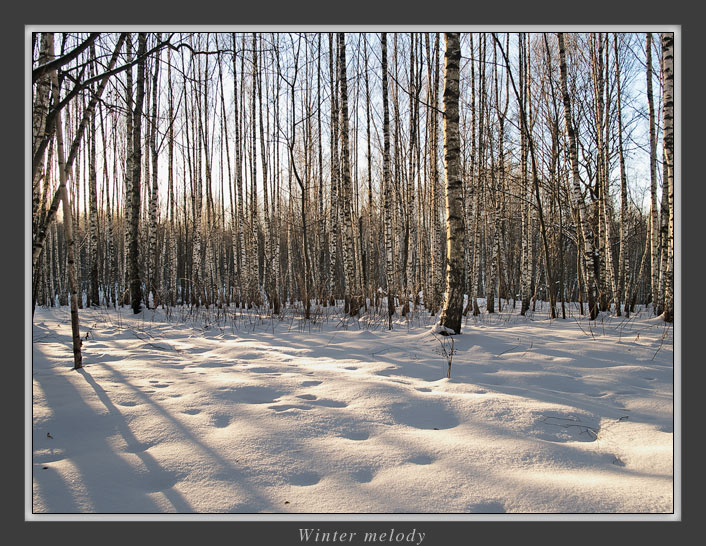 фото "Winter melody" метки: пейзаж, зима, лес