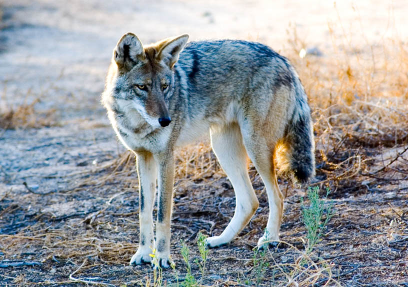 photo "Coyote" tags: nature, wild animals