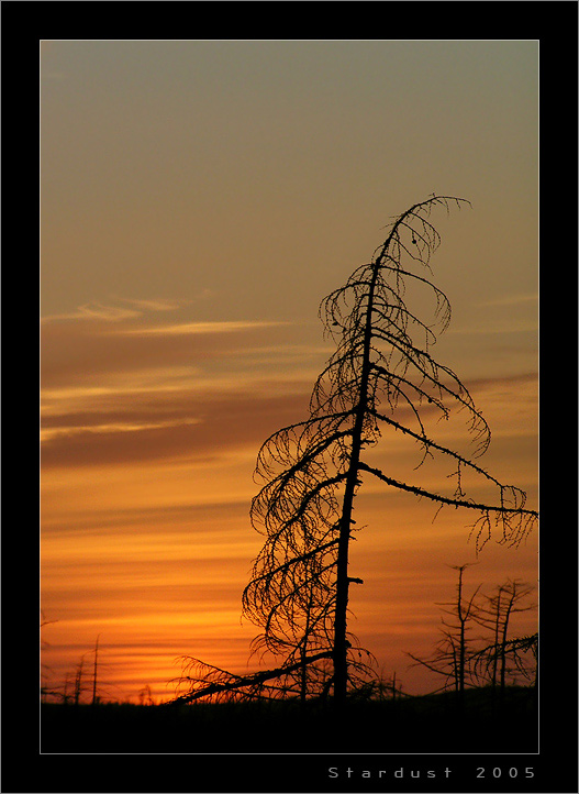 photo "Закрывая занавес заката" tags: landscape, forest, sunset