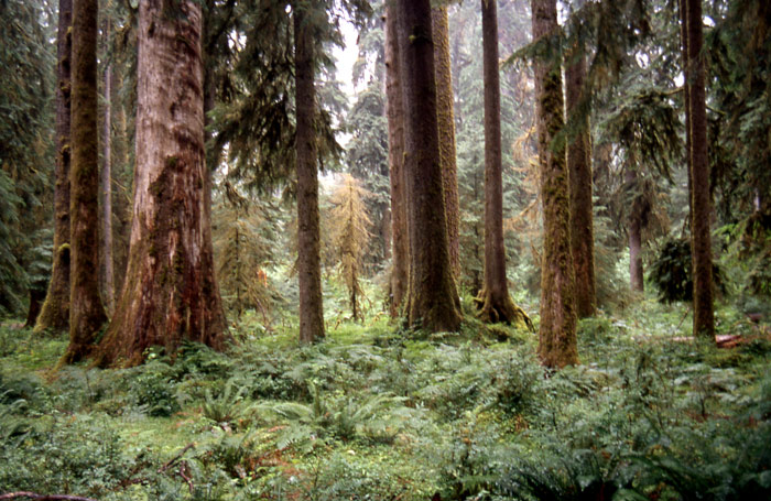 photo "Deciduous Rain Forest" tags: landscape, forest