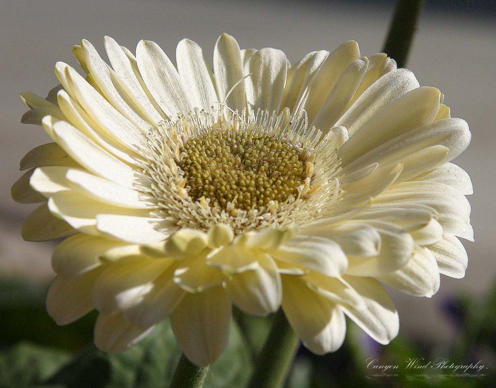 photo "The Wonder of White !" tags: macro and close-up, nature, flowers