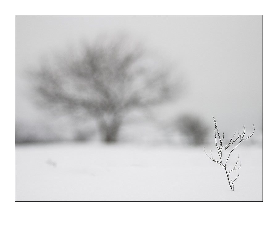 photo "Fine" tags: landscape, winter