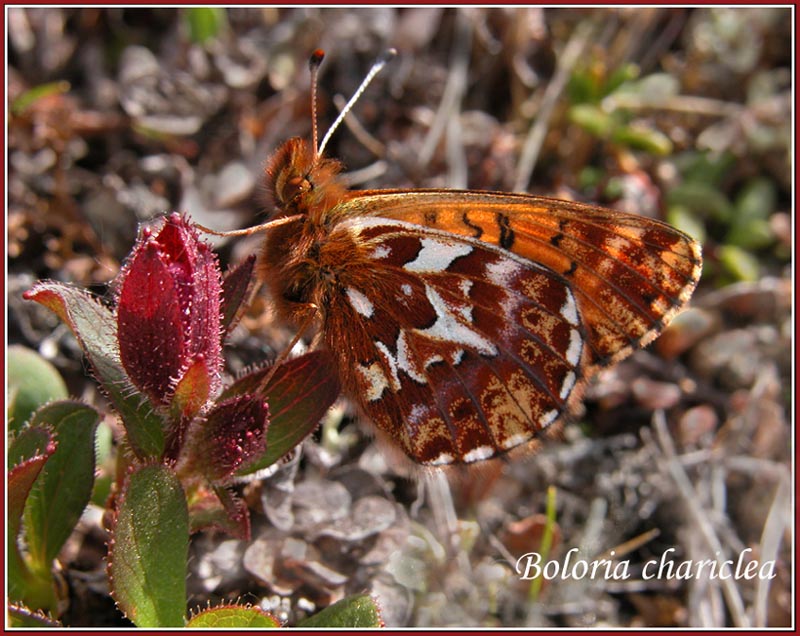 photo "Boloria chariclea" tags: macro and close-up, nature, insect