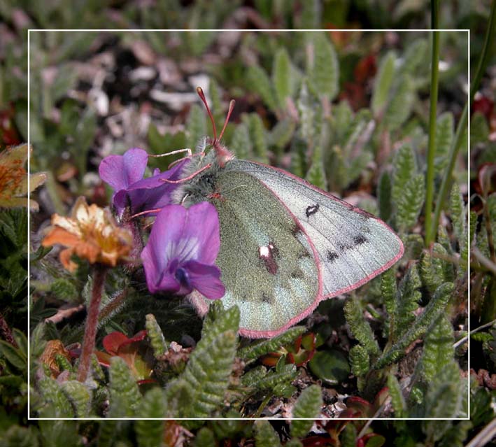 photo "Colias nastes" tags: nature, macro and close-up, insect