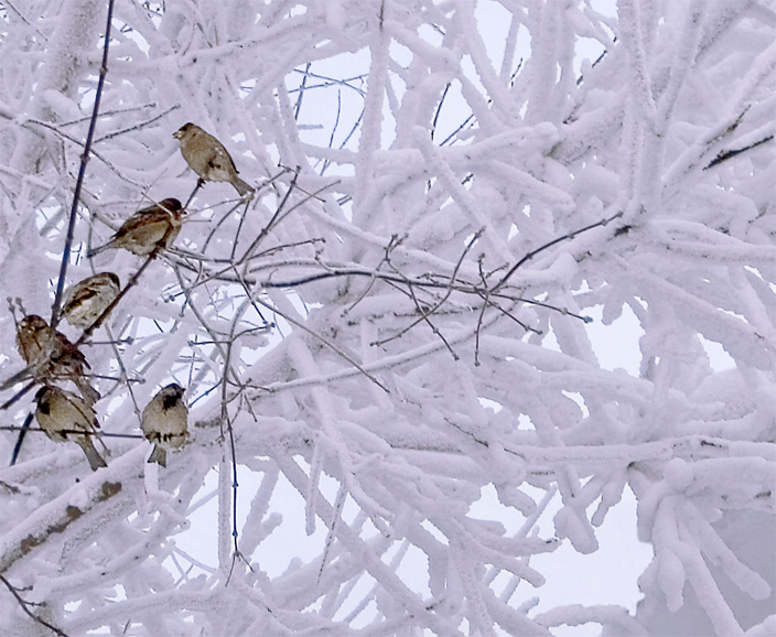 фото "Морозная акварелька..." метки: пейзаж, зима