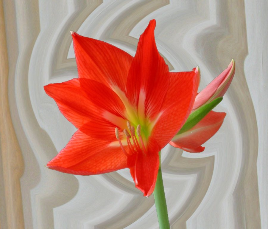 photo "Anturium" tags: nature, flowers