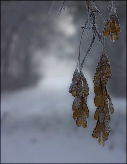 фото "Зиминий этюд" метки: пейзаж, зима