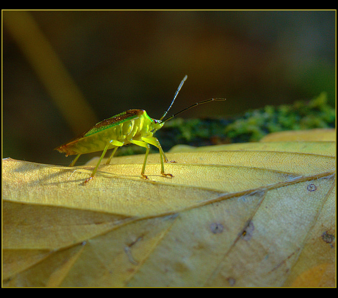 photo "Looking for the sunrise" tags: macro and close-up, nature, insect