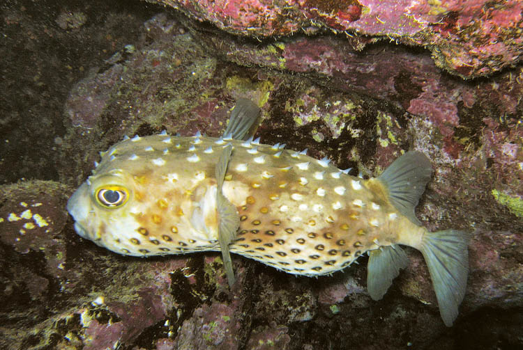 photo "Angry Yellowspoted Burrfish" tags: nature, underwater, wild animals