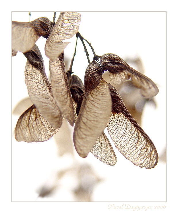 photo "Wings of the autumn" tags: nature, macro and close-up, flowers