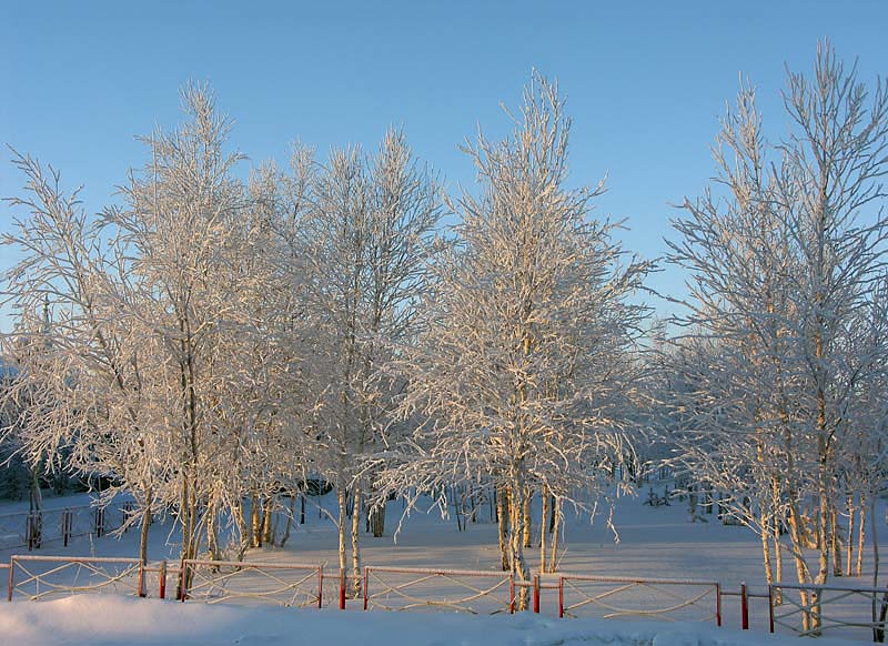 photo "White birchs" tags: landscape, forest, winter