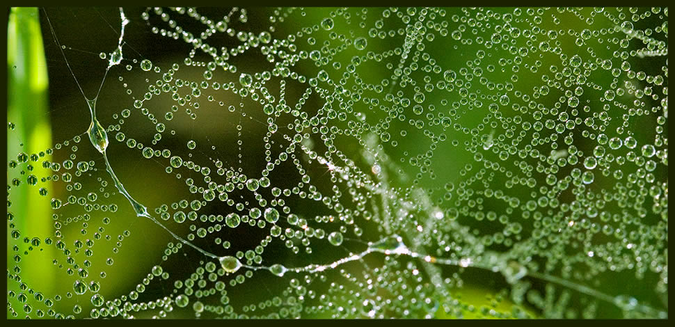 photo "spiderweb  in dew" tags: macro and close-up, nature, insect