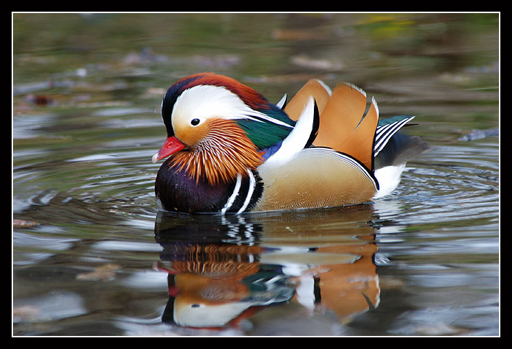 фото "Mandarin Duck" метки: природа, дикие животные