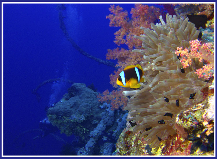 photo "***" tags: underwater, 