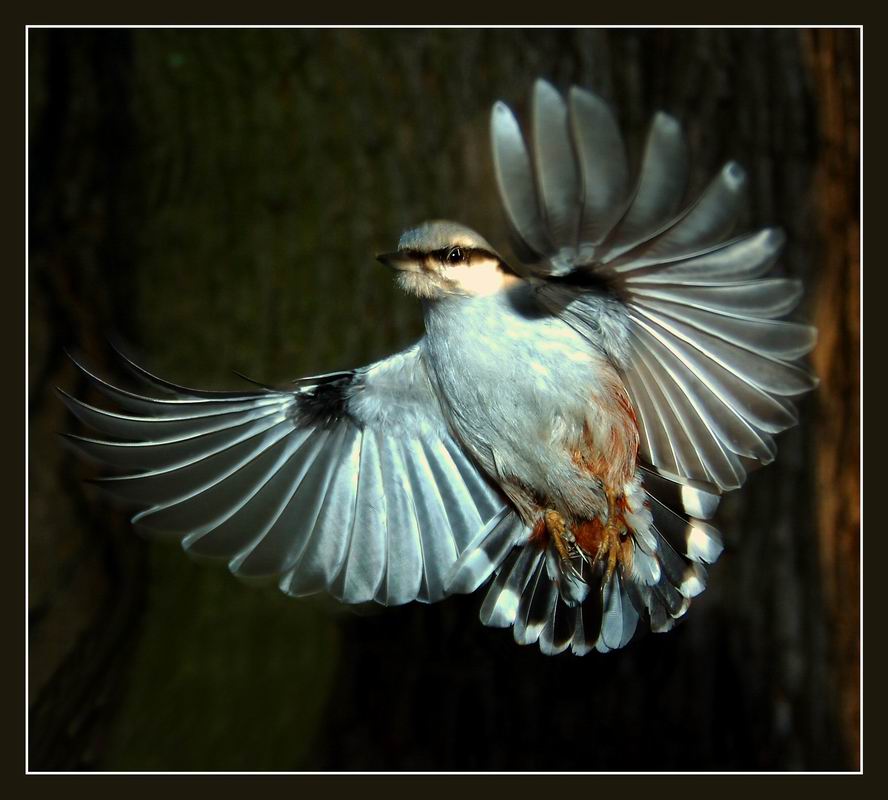 фото "Рожденный летать!" метки: природа, дикие животные