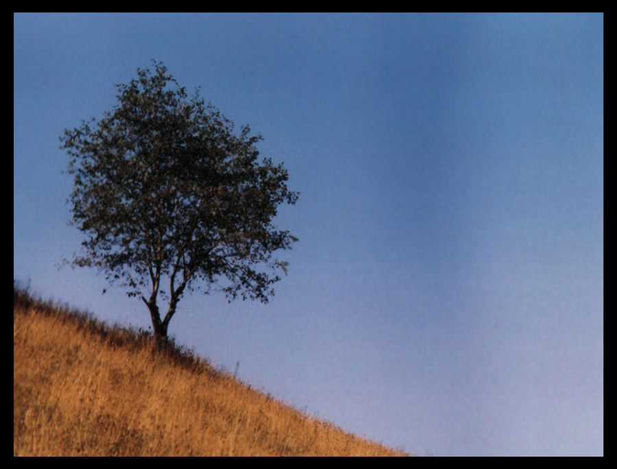 photo "a tree away from me" tags: landscape, travel, Europe, mountains