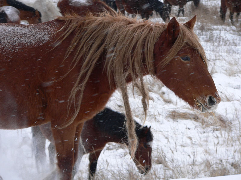 photo "сивка-бурка" tags: nature, travel, Asia, pets/farm animals