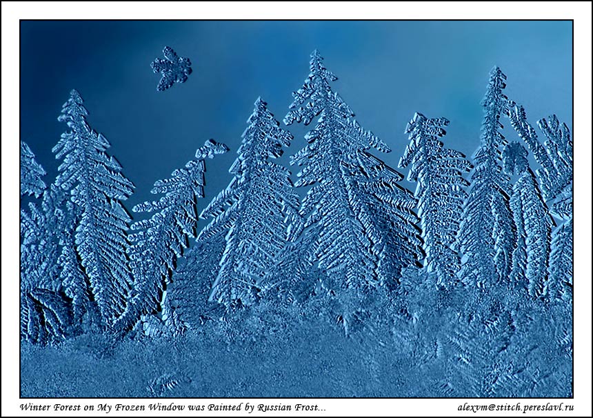 photo "Winter forest on my window..." tags: landscape, macro and close-up, forest