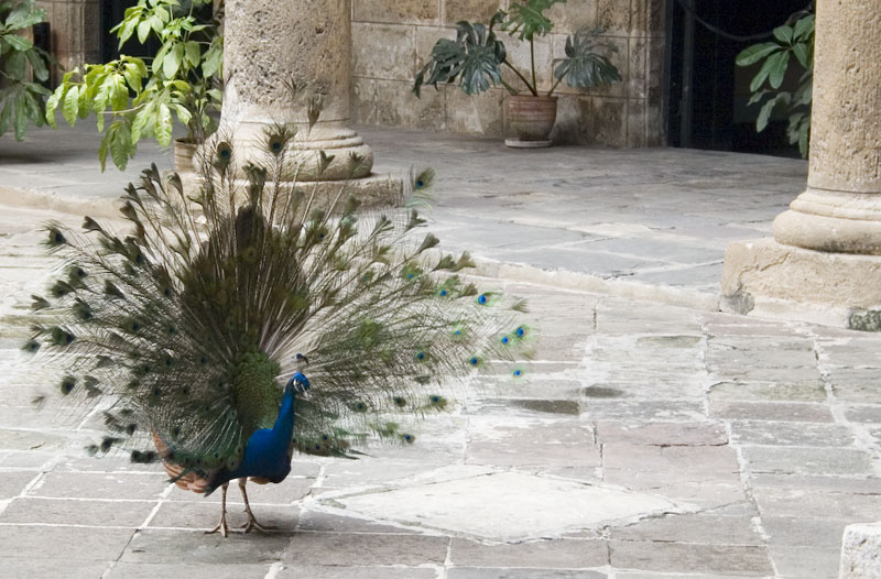 photo "The peacock" tags: travel, South America