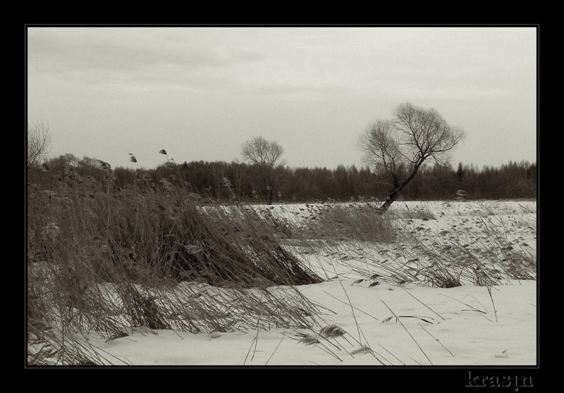 photo "Under an impact of winds" tags: landscape, winter