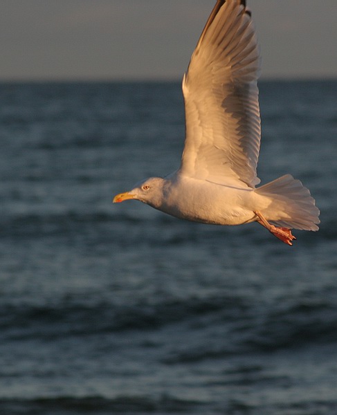 photo "in the flight" tags: nature, wild animals