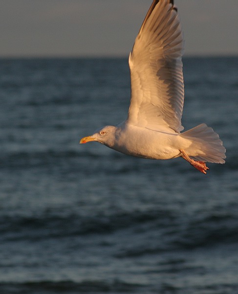 фото "in the flight" метки: природа, дикие животные