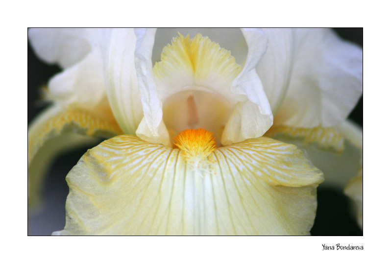 photo "Iris" tags: nature, macro and close-up, flowers