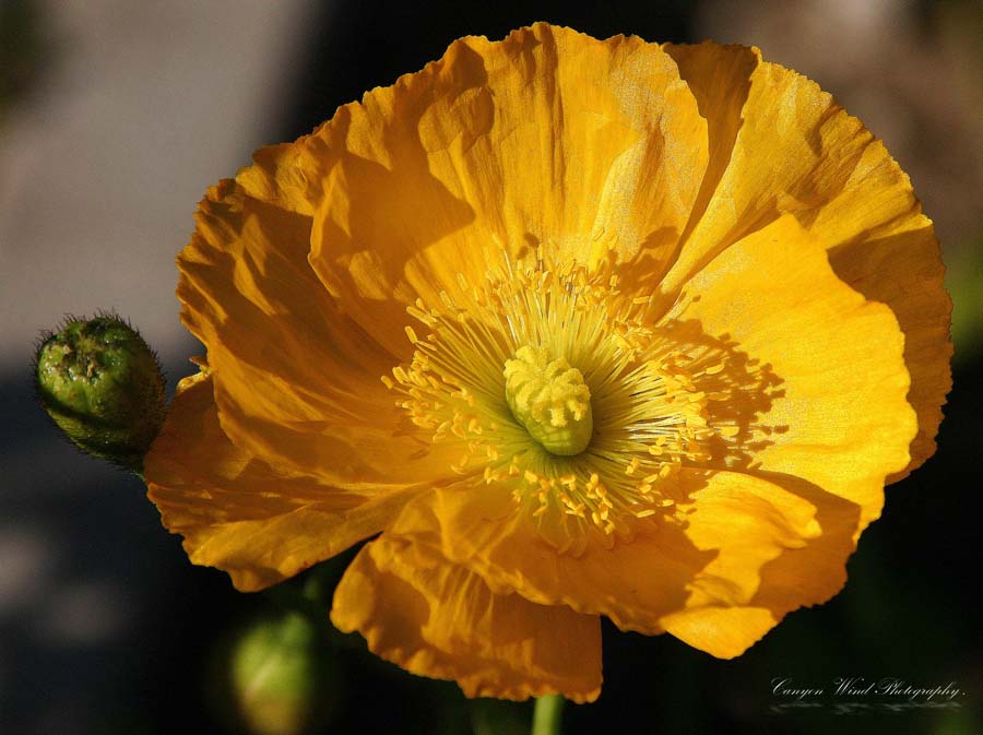 photo ""In your Face"." tags: nature, macro and close-up, flowers