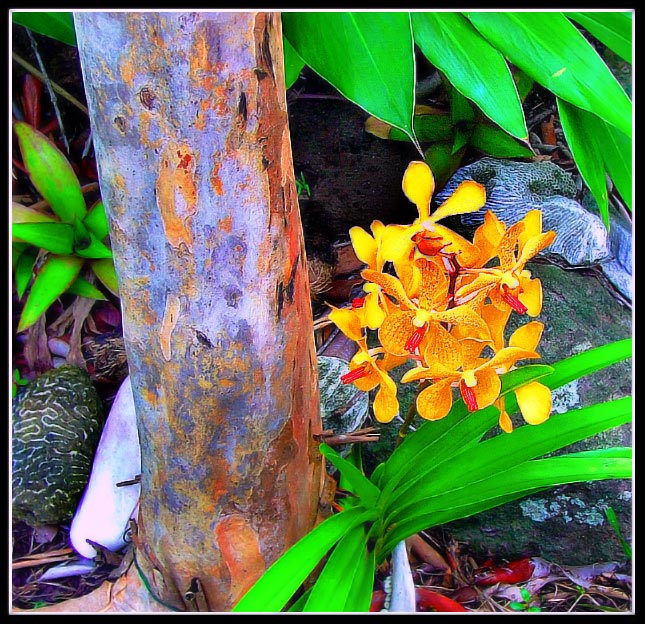 photo "Yellow Orchid" tags: landscape, nature, flowers, forest