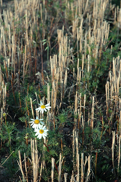 photo "Long-livers" tags: nature, misc., flowers