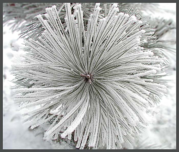 фото "Flower of winter" метки: пейзаж, природа, зима, цветы