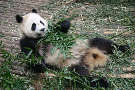 фото "Панда" метки: путешествия, природа, Азия, дикие животные