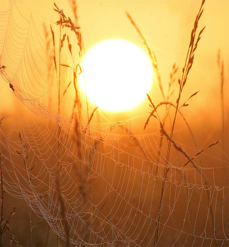 photo "Rising through a web" tags: landscape, sunset