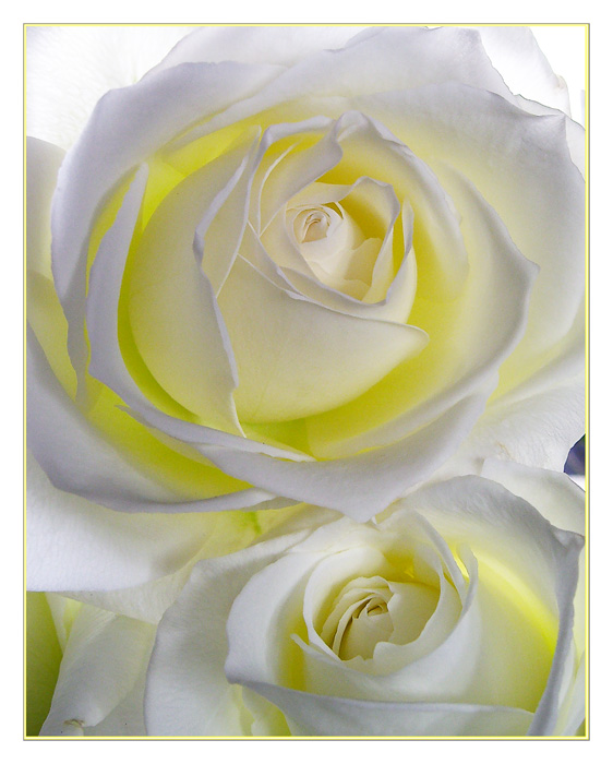 photo "Sweet couple" tags: macro and close-up, nature, flowers