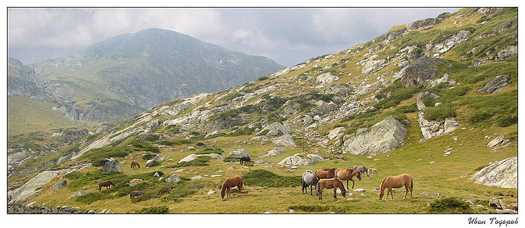 photo "the herd" tags: landscape, mountains