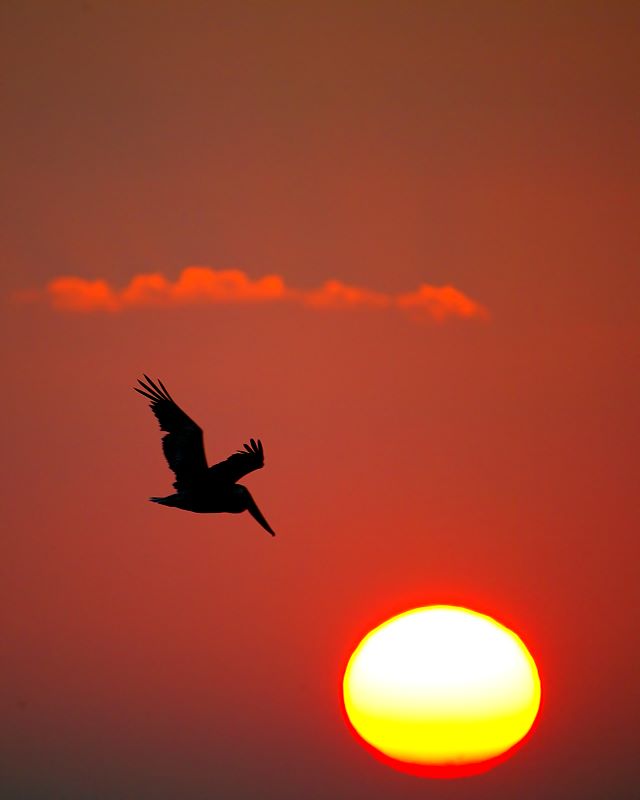 photo "Over the Sun" tags: landscape, nature, sunset, wild animals