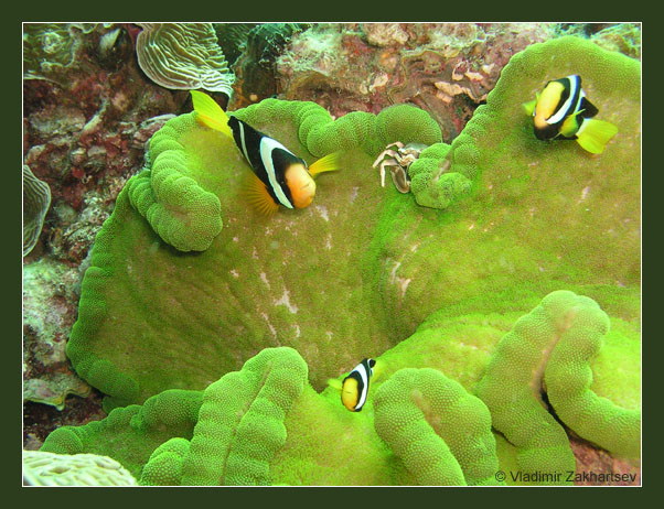 photo "Clark's clownfish (Yellowtail clownfish)" tags: underwater, 
