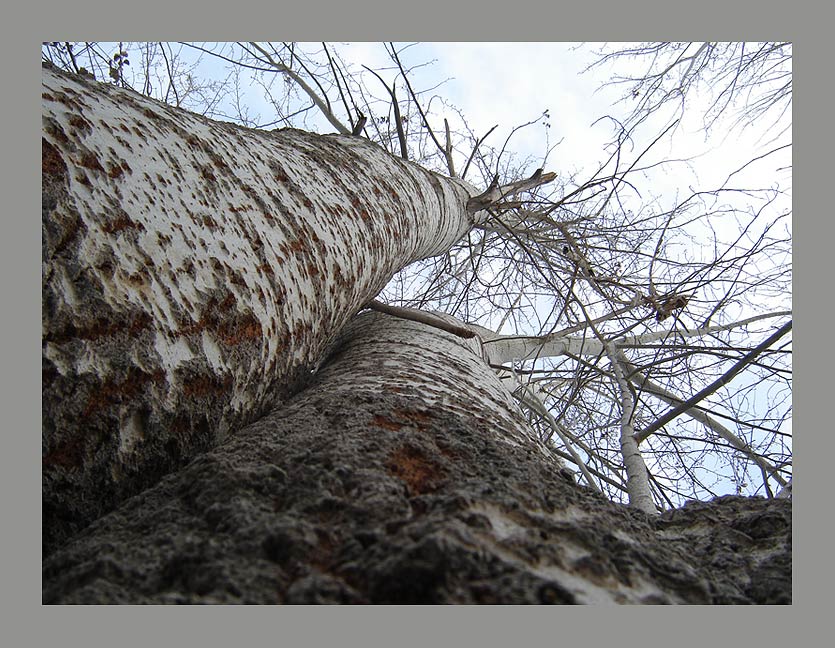 photo "Old a poplar" tags: nature, flowers