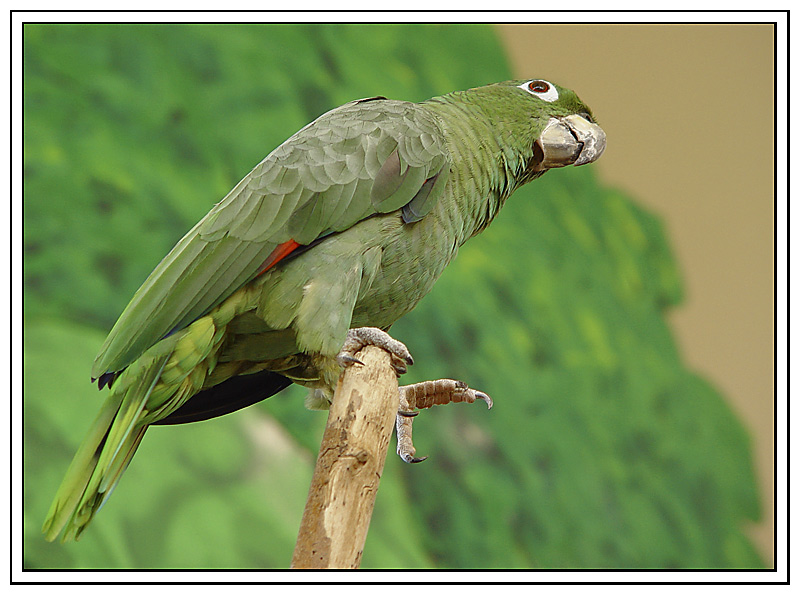 photo "John Silver's parrot" tags: nature, pets/farm animals