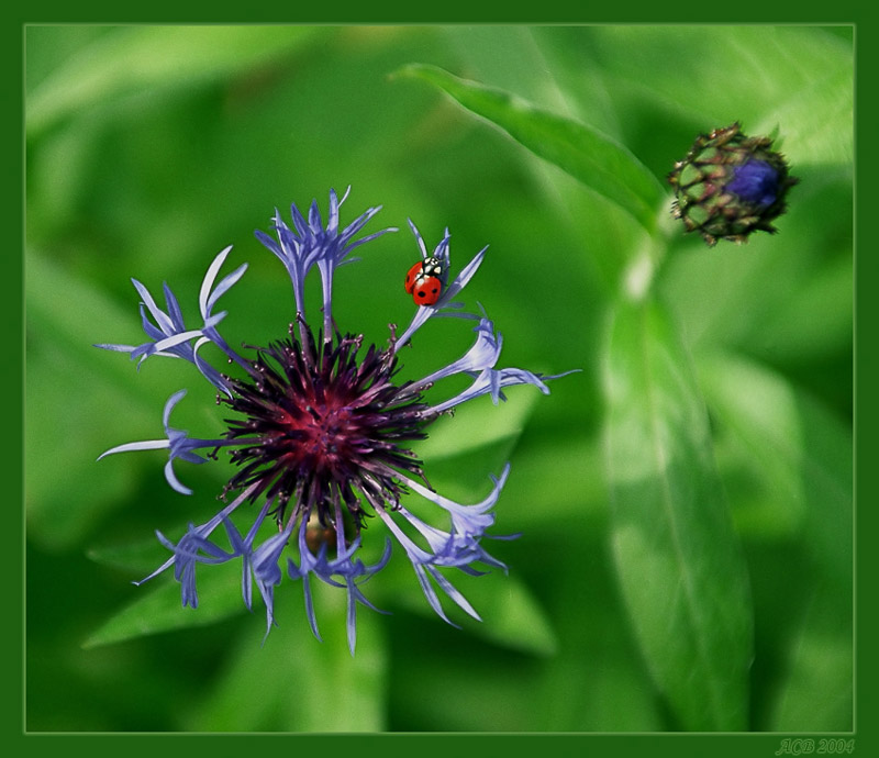 photo "***" tags: macro and close-up, nature, insect