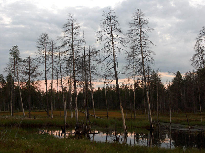фото "Вечер на болоте" метки: пейзаж, закат, лес