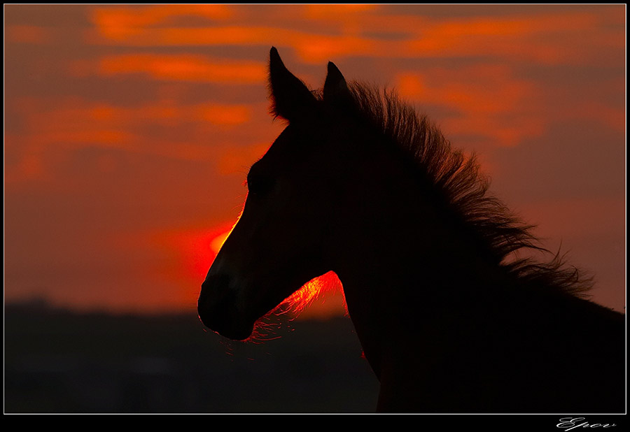 photo "***" tags: landscape, nature, pets/farm animals, sunset