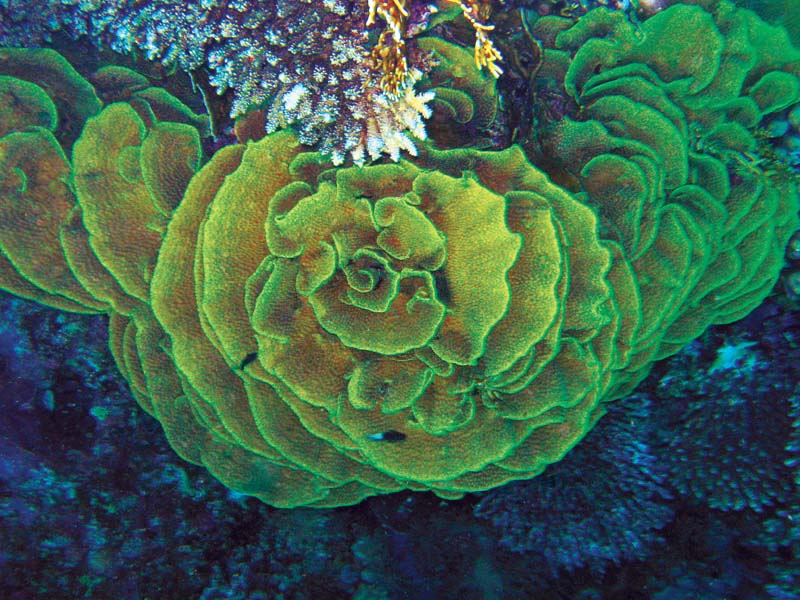 фото "Подводная роза" метки: подводные, природа, 